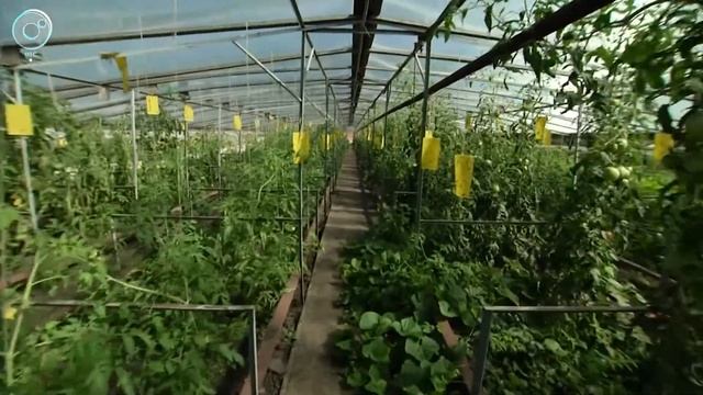 Россельхознадзор оштрафовал тепличные хозяйства на полмиллиона рублей смотреть онлайн