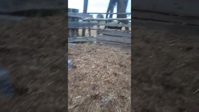 загон для лошадей смотреть онлайн