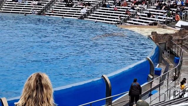 SeaWorld 60th Anniversary смотреть онлайн