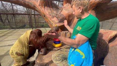 Олег Зубков переводит пуму в новый дом. Каких животных мы продаем смотреть онлайн