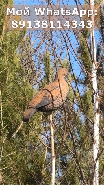Продаю чучела тетеревов для охоты из полистирола высокой плотности! смотреть онлайн