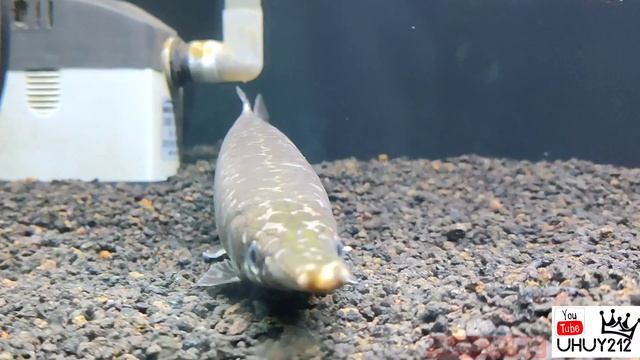 UPDATE IKAN ALIGATOR SETELAH SATU BULAN DI TANK FULL BAGROUND HITAM