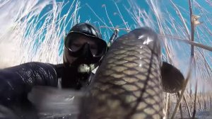 сазан 4.6 и 9 кг