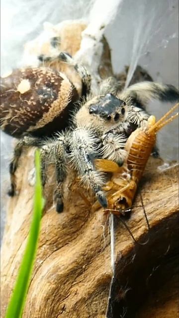 Cute Jumping Spider has a cricket #shorts #ytshort смотреть онлайн