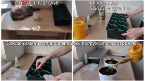#103 ЗАГОРОДНАЯ ЖИЗНЬ! 🏠 ВОТ ТАК ПЕРЕЦ! 😮🌶️ Сажаю семена перца и пытаюсь подружиться с геранью🥀