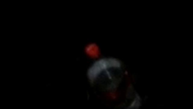 дикий енот ест с рук рыбку.