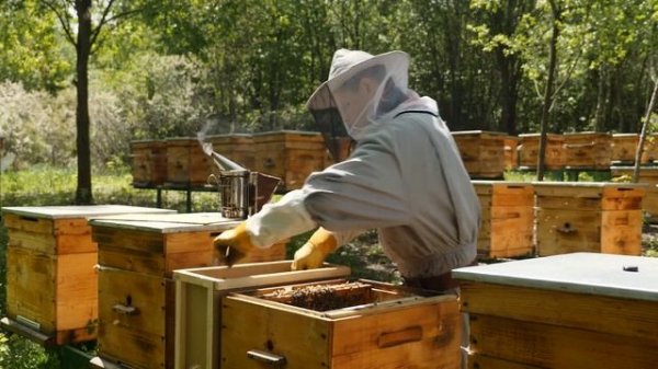 Профессия пчеловод. Организация пасеки