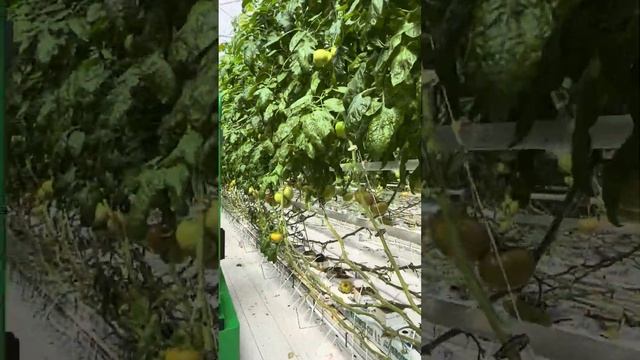 Сорт: Пинк Чемпион, 201день от всходов. смотреть онлайн