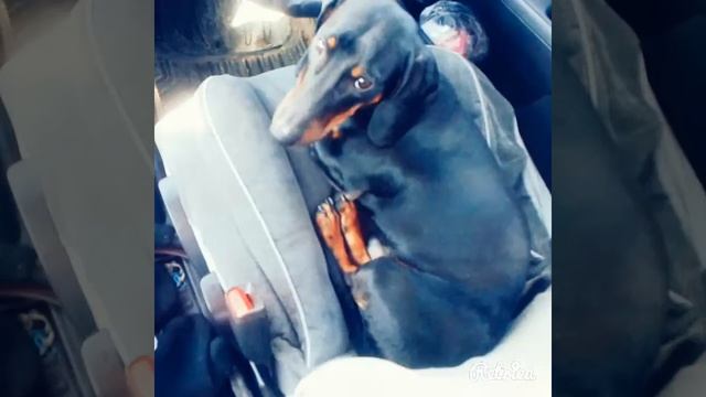 Гоша привет смотреть онлайн