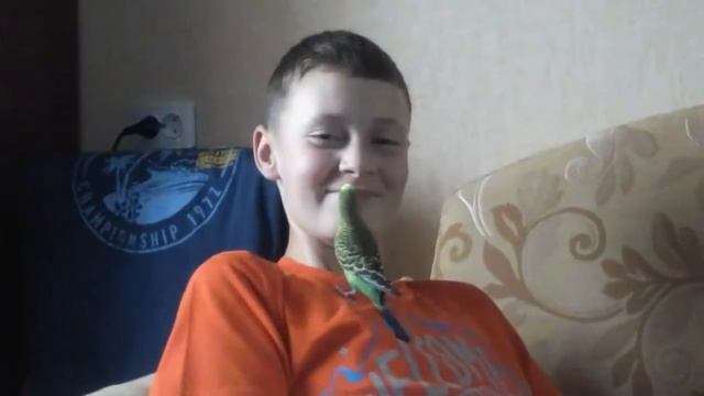 Попугай меня целует