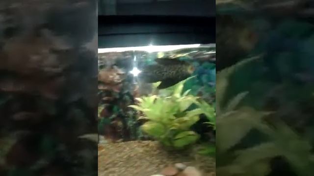 Сом в косулино