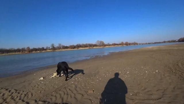 Прогулка с собакой на Кубань. смотреть онлайн