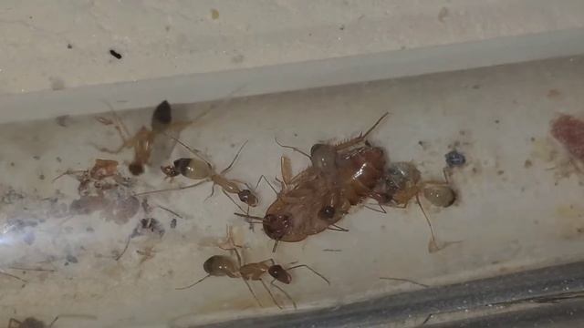 Camponotus sanctus смотреть онлайн