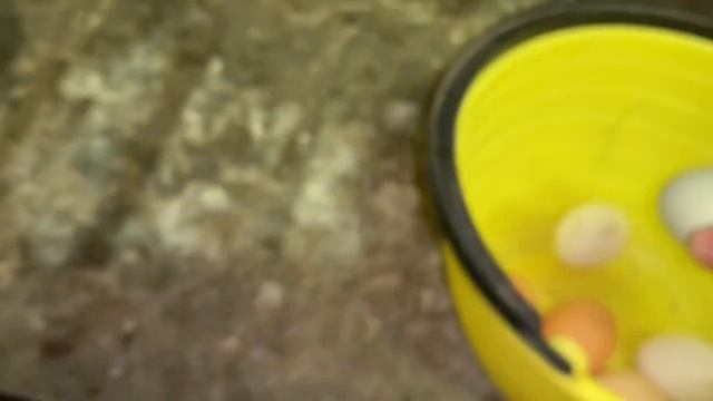 ДвеКвочки не квочки☹️бункерная поилкаНеПонравилась🤷🏼_♀️5день инкубации в инкубаторе РЯБА 36_12,03, смотреть онлайн