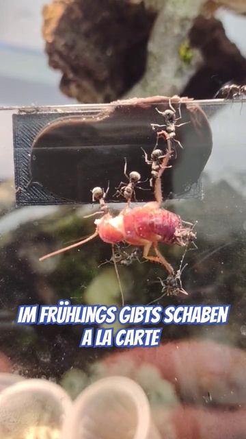 Wen alle oben ziehen würden wäre die Schabe schneller im Nest#short# Teamwork #antkeeping #german смотреть онлайн