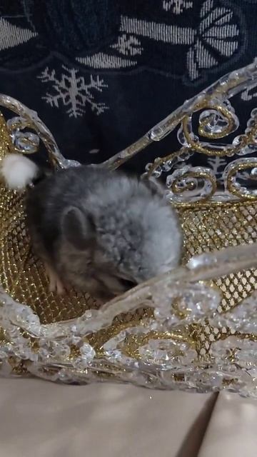 WILL MAKE YOU😃 #shorts #animals #chinchilla #pets #funny #rodents #Christmas #xmas #happy #cute смотреть онлайн