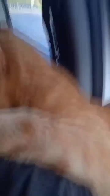 Котофей 🐱 мурлычит #вдобрыеруки #помощь #приют #спасение #кот #пермскийкрай #никогдатебянеброшу смотреть онлайн