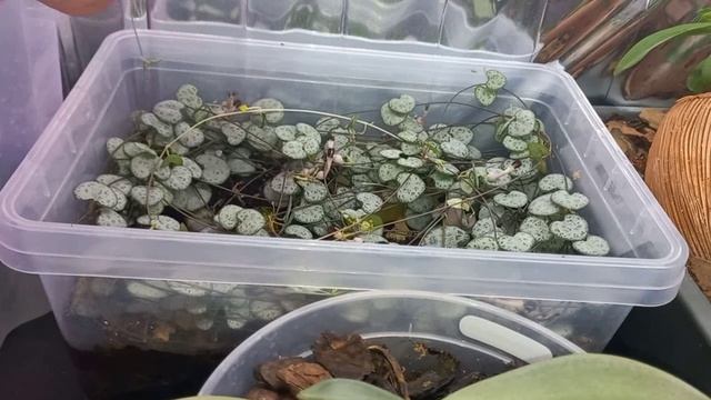 Дела по городу и посмотрим что в орхоквартире как цветы смотреть онлайн