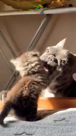 Ни одно животное не пострадало😉#животные #дружба#приколы#собака#французскийбульдог#котенок#animals