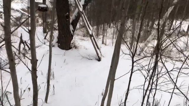 РОЗоводы HELP СРОЧНО | Красивые зимние кадры под атмосферную музыку | Кормим ПТИЦ смотреть онлайн