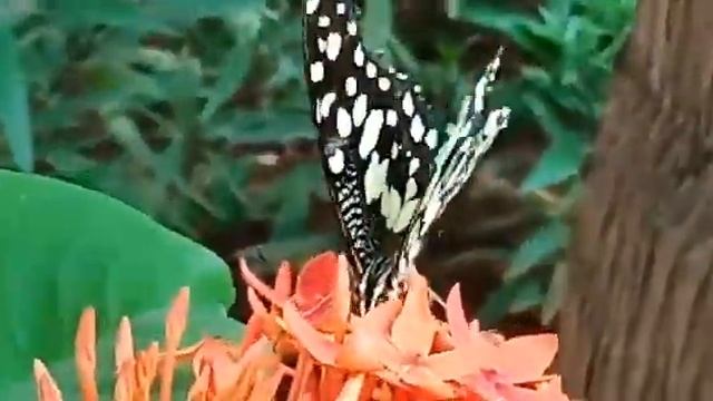 Black and white coloured butterfly 🦋 sucking nectar from the orange Zinnia Flowers смотреть онлайн