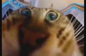 Смешная песня про диету, смешное видео, смешно, котики