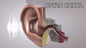 Строение органа слуха или "Путешествие звука в мозг"