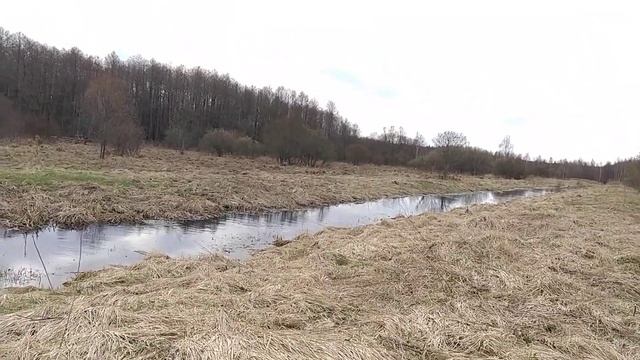 20240411 Ивняки цветут смотреть онлайн
