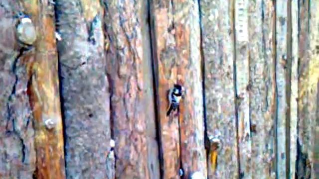 Дятел кушает забор (Псков, ул. Бутырский пер.) -25 смотреть онлайн