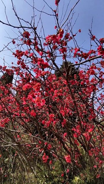 Алупка 💖💖💖 смотреть онлайн