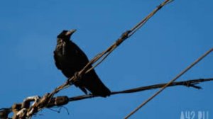 17 марта - Герасим – грачевник. Народные приметы и традиции