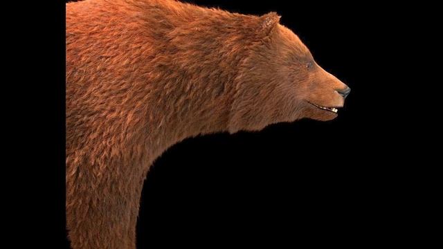 Grizzly Brown Bear 3D model смотреть онлайн