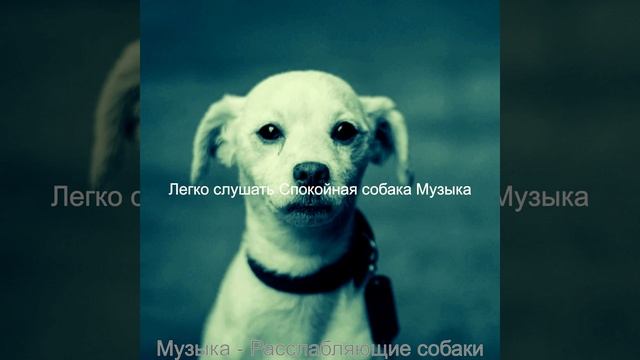 Звуки (Собаки) смотреть онлайн