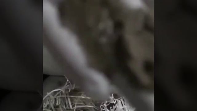 В Алматы пресекли контрабанду редких рачков на сумму около полумиллиарда тенге смотреть онлайн