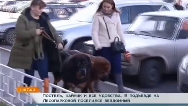 Бомж обставил двухкомнатные хоромы в подъезде на Лесопарковой смотреть онлайн