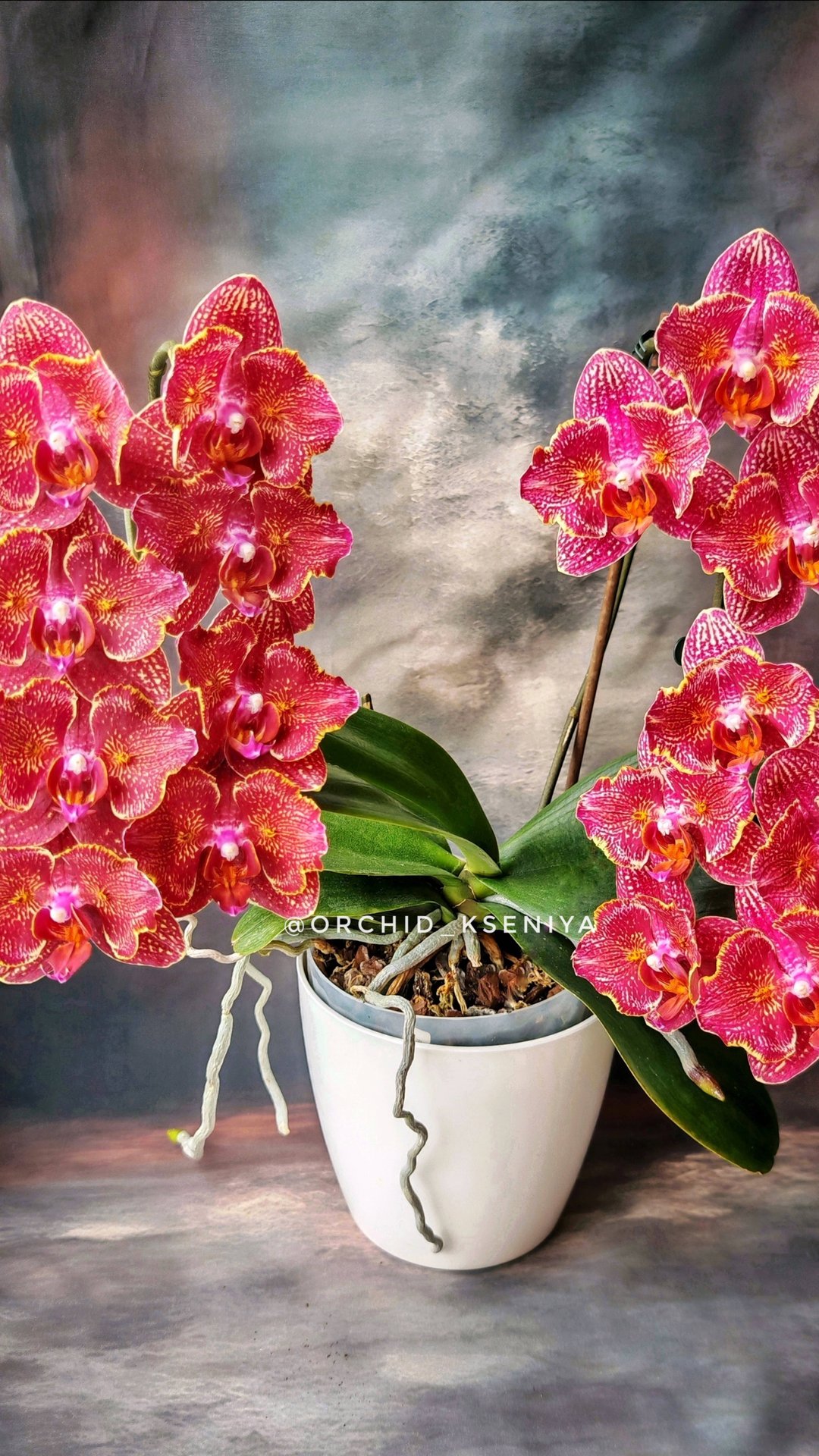 Phal. Cherry Bomb ES-2 🍒💣 Очередное цветение красной орхидеи бабочки Черри Бомб ЕС-2 ❤️🔥 смотреть онлайн