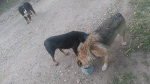 VID_20250311_172059-2