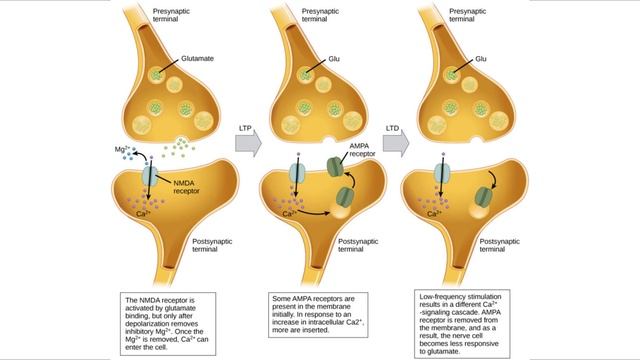 Susan_Shore_Device：_Calcium_Signaling_and_Synaptic_Plasticity