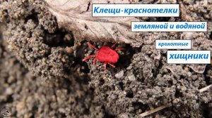 Клещи-краснотелки - земляной и водяной. Крохи-хищники. 16.03.25