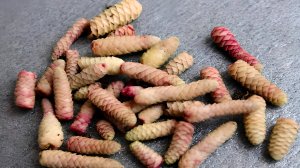 Ахименес. Посадка ризом