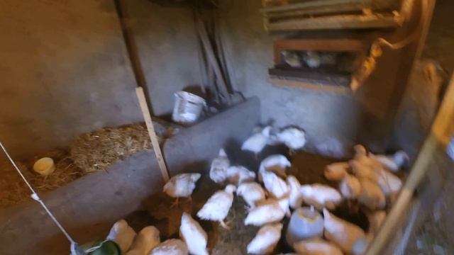ПОМИЛКИ В УТРИМАННІ БРОЙЛЕРІВ смотреть онлайн