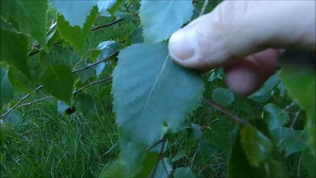 Birch - Spring
