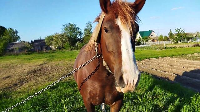 Horsesmare heavy truckЛОШАДИКОБЫЛА РУССКИЙ ТЯЖЕЛОВОЗ