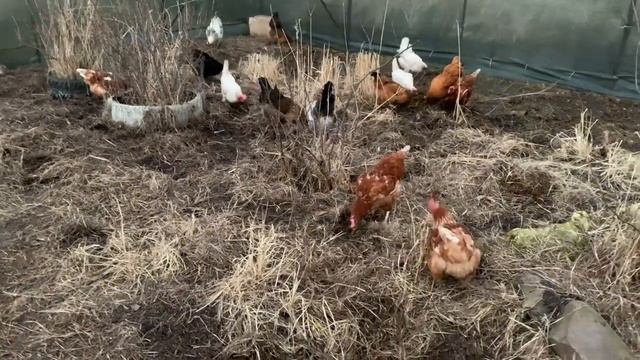 Овоскопирую яйцо под квочкой_уборка в курятнике теплице_инкубация день 7 ИНКУБАТОР РЯБА 36_14,03,25г смотреть онлайн