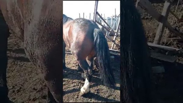 Лошадь на мясо