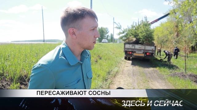 ПЕРЕСАЖИВАЮТ СОСНЫ смотреть онлайн