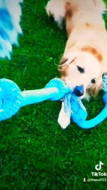 Doggy Olympics Собачья Олимпиада Дрессировка собак смотреть онлайн