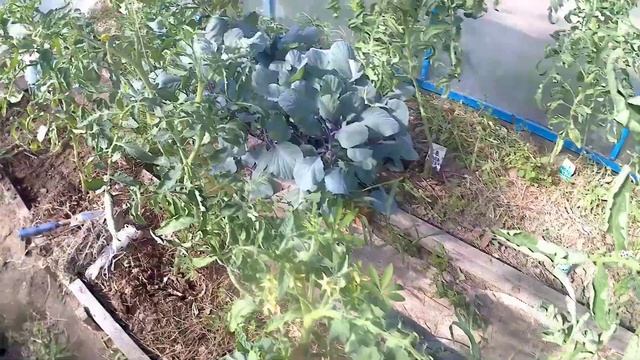 Обзор участка в июне//погода//грядки//теплицы. смотреть онлайн