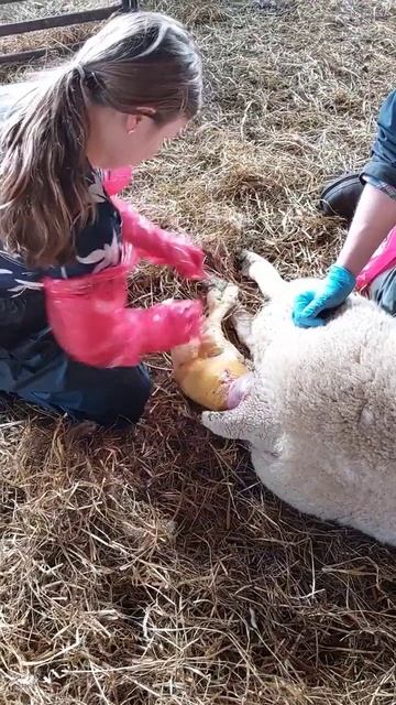 Daughter getting involved with the lambing too смотреть онлайн