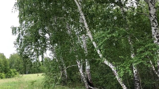 Russian forest. смотреть онлайн